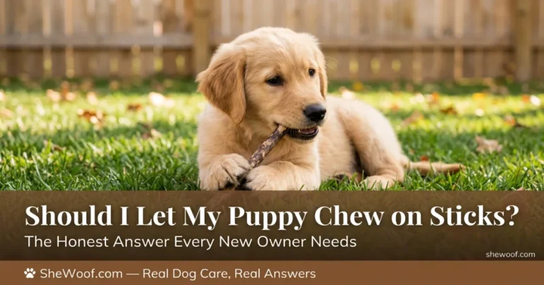 Should I Let My Puppy Chew on Sticks?