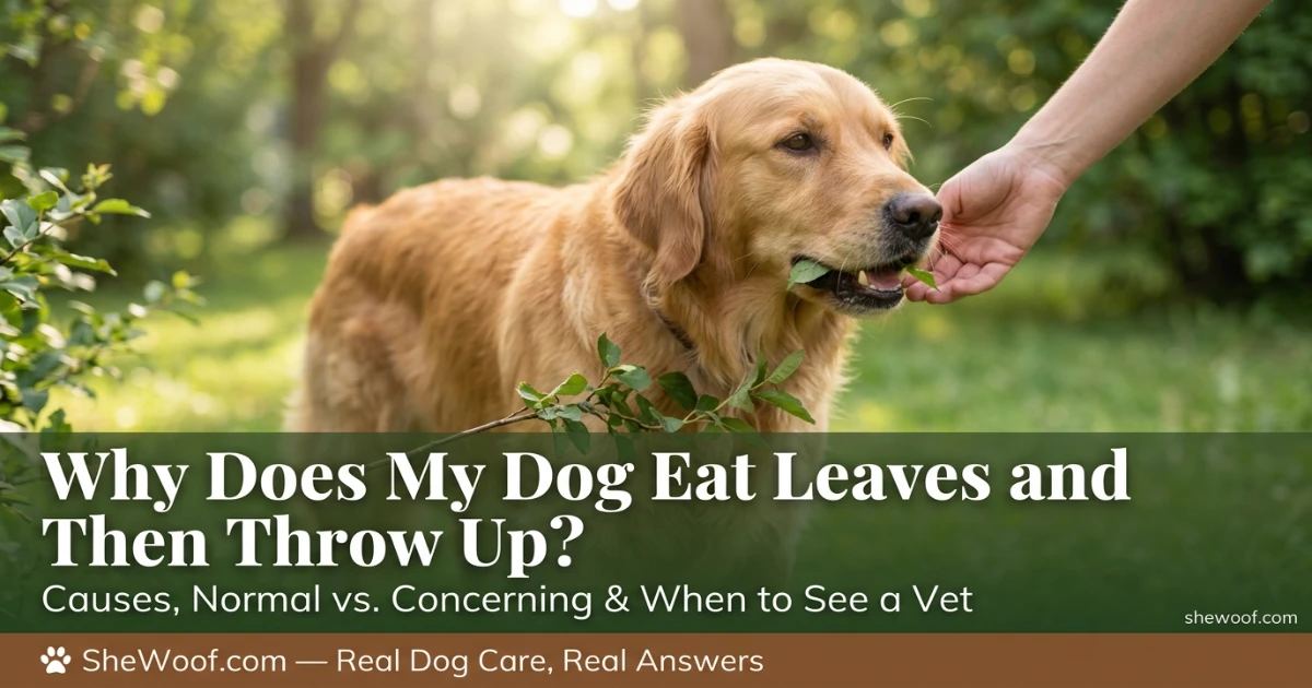 Dog sniffing and nibbling on green leaves in a backyard garden