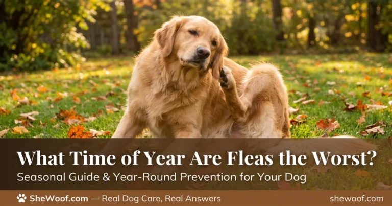 What Time of Year Are Fleas the Worst