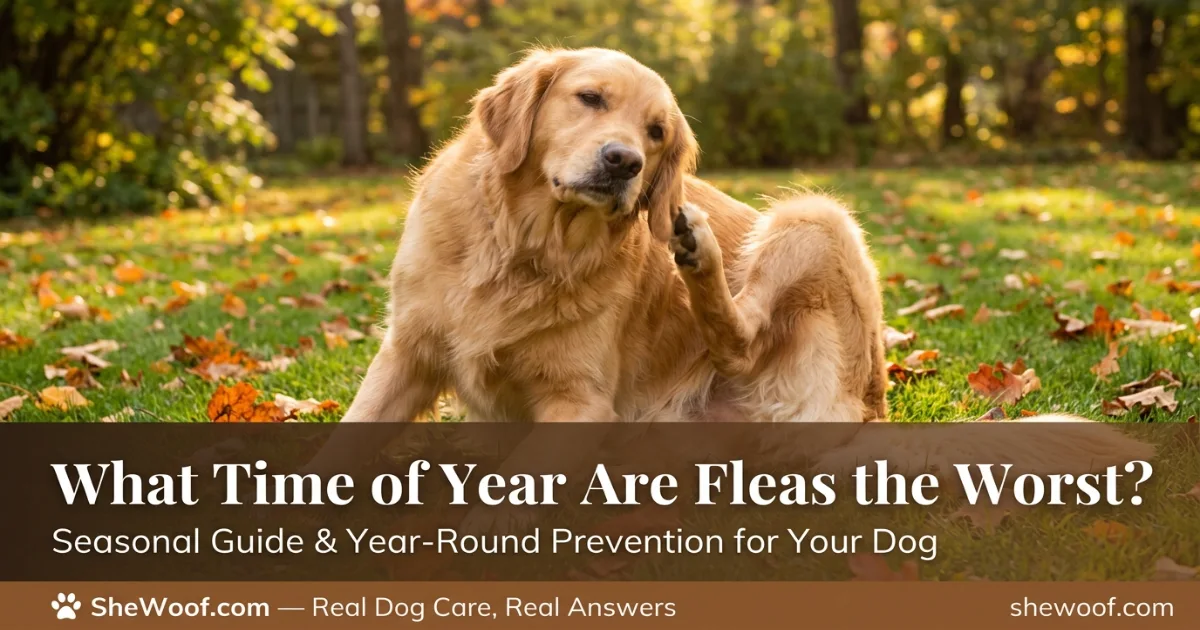 Dog scratching due to fleas during peak flea season in late summer outdoor setting