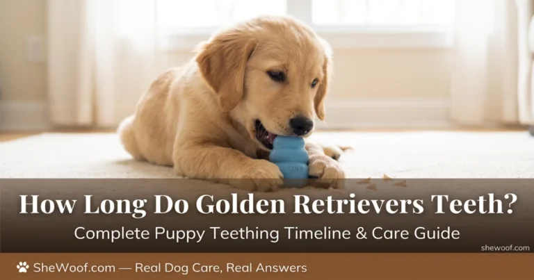How Long Do Golden Retrievers Teeth