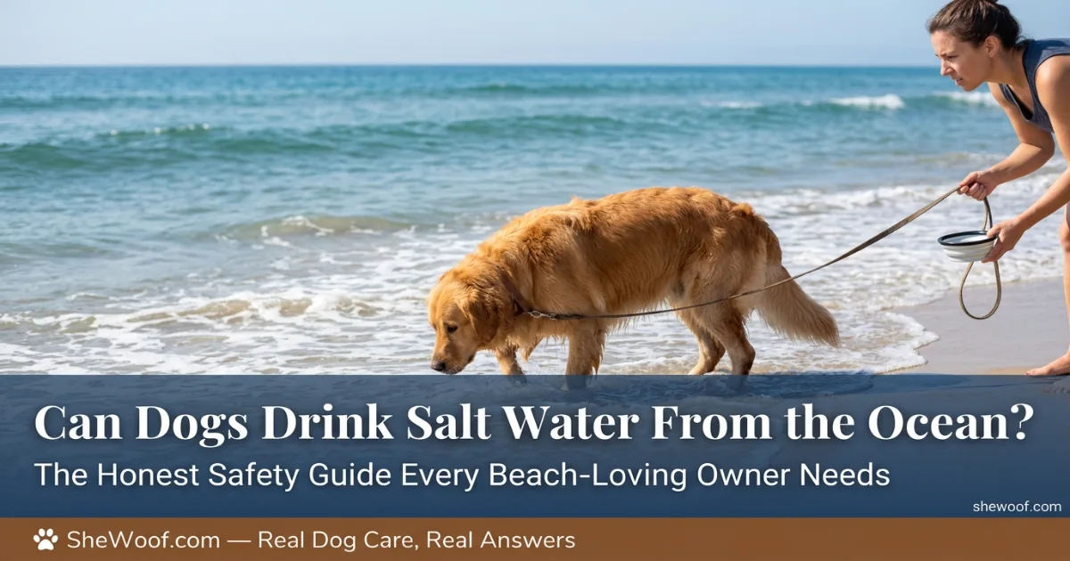 Dog at the beach with waves in the background while an owner prepares fresh water to prevent salt water drinking