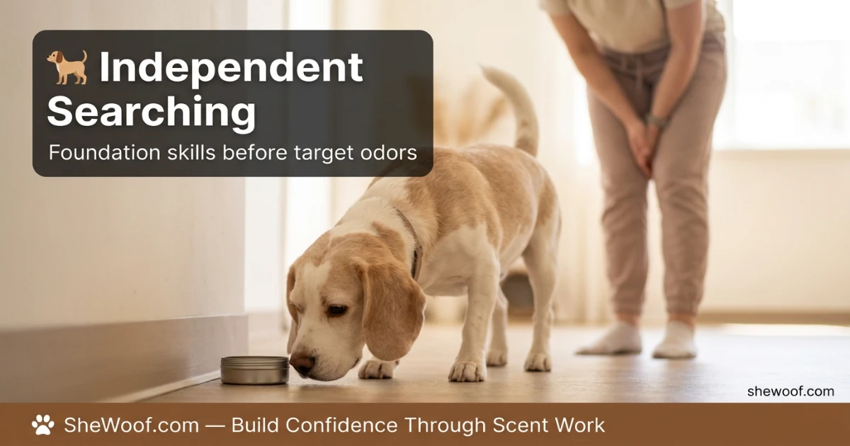 Dog searching for a hidden odor during a scent work training session with its handler