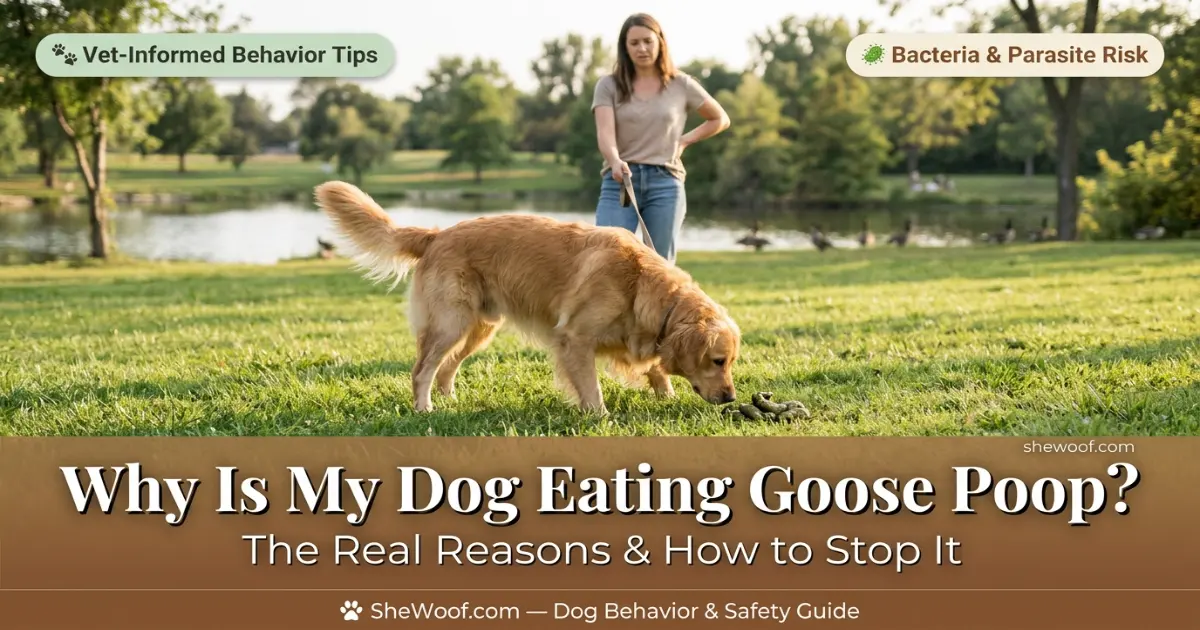 Dog sniffing and attempting to eat goose droppings on grass in a park